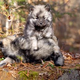 Pomsky Puppies from New World Pomskies