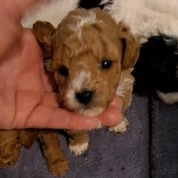 Roishin Boy 1 - Red  male Poodle puppy in Greenville, Texas from RhineStone Poodles