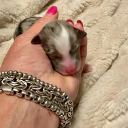 HONEY - female Sporty Mix puppy in Livonia, Michigan from M7’s Shelties, Toonies & AussieDoodles