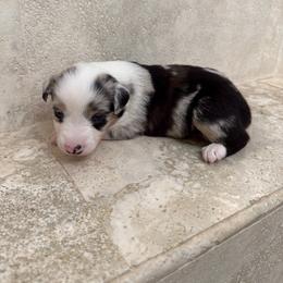 Koda - Blue merle female Miniature American Shepherd puppy in Baker, Florida from East to Western Aussies