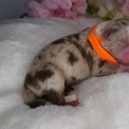Timon - Red merle male Australian Shepherd puppy in Cedar Hill, Tennessee from Kreger Farms