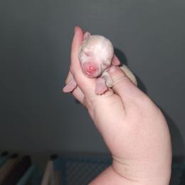 June - Cream and white female Chihuahua puppy in Ashtabula, Ohio from Paw's & Awe's Chihuahuas