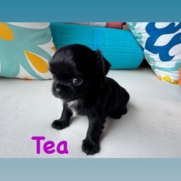 Tea - Black female Chihuahua puppy in Canton, Georgia from Moon Made Farm
