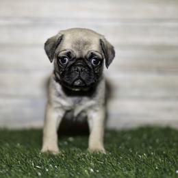 Maisy (pink) - Fawn female Pug puppy in Hereford, Arizona from Broken Road Ranch Pugs
