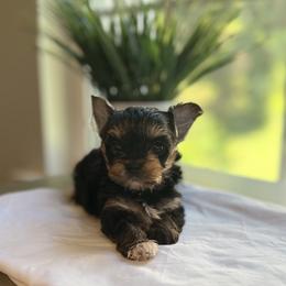 French Bulldog and Yorkshire Terrier Puppies from Twinkle Paws Frenchies and Yorkies