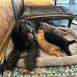 Promise Black Boy 1 - Black male Pyrenean Shepherd puppy in Ripley, Ohio from La Rive Pyr Sheps LLC