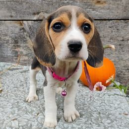 Lucy - Black tan and white female Beagle puppy in Colville, Washington from Rosehaven Homestead
