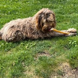 CiCi - Aussiedoodle