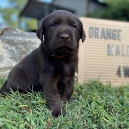 Labrador Retriever Puppies from The Homestead at Little Creek