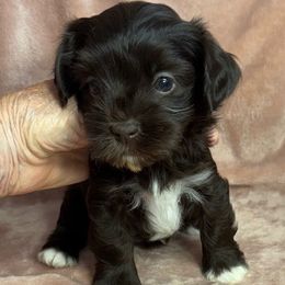 Toffee - Chocolate female Havanese puppy in Maryville, Missouri from Dreamworks Havanese