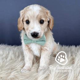 Emerald - Apricot male Goldendoodle puppy in Utah County, Utah from Big Hearted Breeders