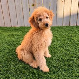 Lavender - Red  female Goldendoodle puppy in Boise, Idaho from Goldendoodle Baby