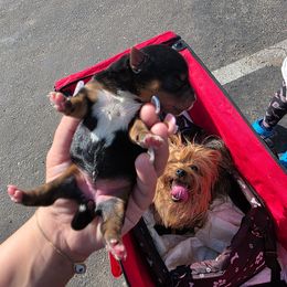 Girl 3 - Black and gold female Yorkshire Terrier puppy in San Diego, California from Rubiez Yorkiez