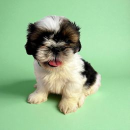 AKC-Yoshi - Tricolor male Shih Tzu puppy in Charlotte, North Carolina from Judy's Shih Tzus