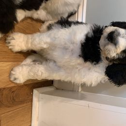 Bernedoodle Puppies from White Oak