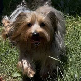 Sadie - Yorkshire Terrier