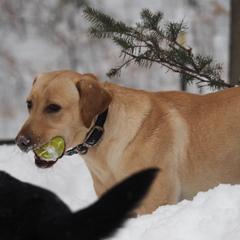 Labrador Retrievers from RiversWild Retrievers