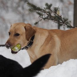 Labrador Retrievers from RiversWild Retrievers