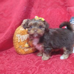 Yorkshire Terrier Puppies from Grandma's Yorkie Cottage