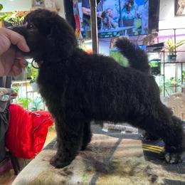 Echo - Silver female Poodle puppy in Alaska from Rumor Haz It Kennels