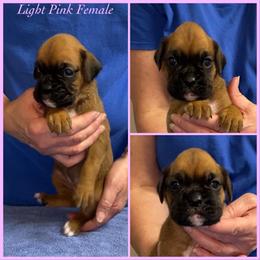 Light pink - Fawn female Boxer puppy in Butler, Pennsylvania from Schaible's Boxer Huddle