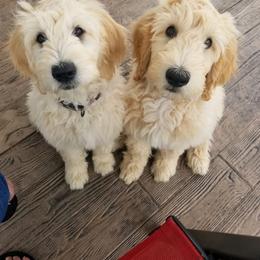 Goldendoodle Puppies from Penny and The Pups