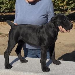 Tootsi - Black female Cane Corso puppy in Dayton, Oregon from BlackStar Cane Corso