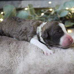 Sage - Sable male Bordoodle puppy in Ashland, Ohio from Cherry Blossom Doodles