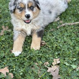 Australian Shepherd Puppies from Wigglin K Aussies