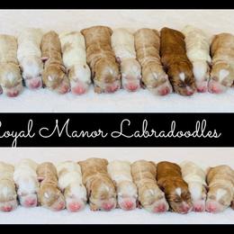 Boy 1 - Apricot male Australian Labradoodle puppy in Florence, New Jersey from Royal Manor Labradoodles