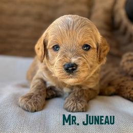 Mr. Juneau - Apricot male Cavapoo puppy in Sacramento, California from Dandy Doodles Goldendoodles