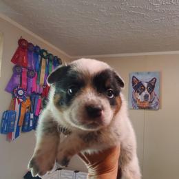 Blue mottled  with base of tail spot - Blue mottled male Australian Cattle Dog puppy in Lenoir, North Carolina from Blue Coyote Ranch