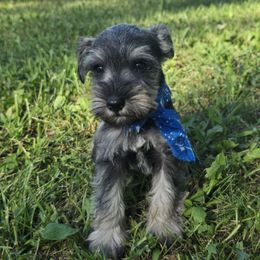Puppy 3 - Salt and pepper male Miniature Schnauzer puppy in Harrisonville, Missouri from Kelly Reynolds's Miniature Schnauzers