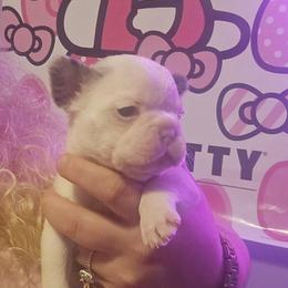 Olaf - White male French Bulldog puppy in Pleasant Hill, Iowa from Courtney Nicole's Mal Shihs & Goldendoodles