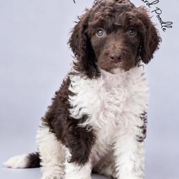 Kimi - Parti female Poodle puppy in Spring Hills, Florida from The Olympus Standard Poodle