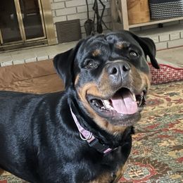 Lula - Rottweiler