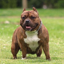 Kona - American Bully