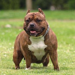 Kona - American Bully
