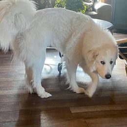Autumn - Great Pyrenees