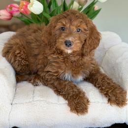 Mercedes - Red  female Goldendoodle puppy in Yuciapa, California from AlltheDoodlez_