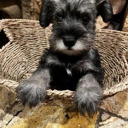Girl 2 - Salt and pepper female Miniature Schnauzer puppy in Bloomington, California from Mini Beard Buster Kennel