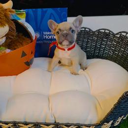 Dior - Fawn male French Bulldog puppy in Athens, Georgia from Imperial Frenchies