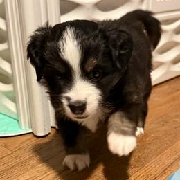 Aurora - Black tri female Miniature Australian Shepherd puppy in Spokane Valley, Washington from Northern Roots Aussies