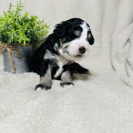 Claus - Tri-color male Bernedoodle puppy in Leesport, Pennsylvania from Bechtel’s Bernadoodles