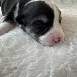 Mufasa - Black and tan male Pembroke Welsh Corgi puppy in Washington from KB Corgis