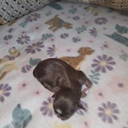 Shihpoo and Shih Tzu Puppies from Gemstone Puppies