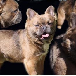 French Bulldogs from Amazing 8 Farms