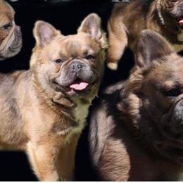French Bulldogs from Amazing 8 Farms