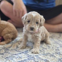 F1B Meet Paisley :) - Apricot female Cavapoo puppy in Centerville, Iowa from Barnyard Dachshunds, Dals & Doodles