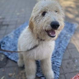 Goldendoodle Puppies from Dhalia’s Doodles